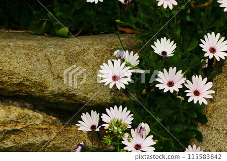 白色的花瓣在石牆上吸引眼球 115583842