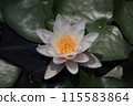 Water lily flower floating on the surface of the water 115583864