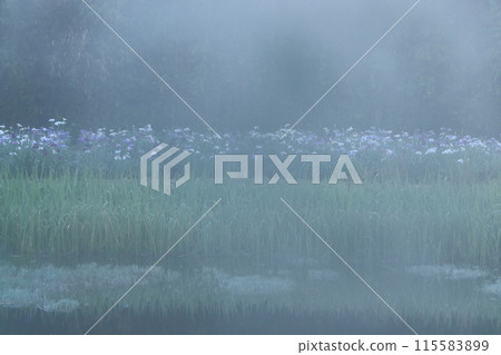 Misty Iris Garden 115583899