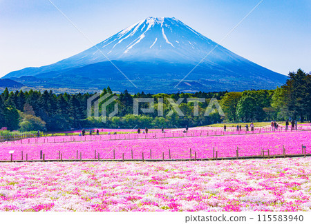 Massive cherry blossoms and Mt. Fuji 115583940