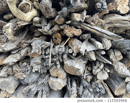 樹枝橫切面紋理 115583948