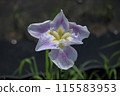 Iris that gets wet in the rain 115583953