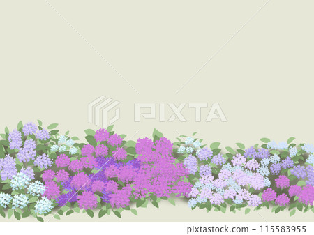 八仙花屬背景例證 115583955