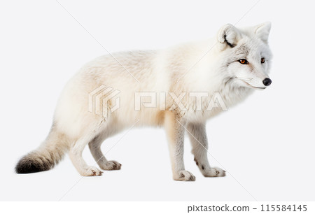 北極狐 北極狐 115584145