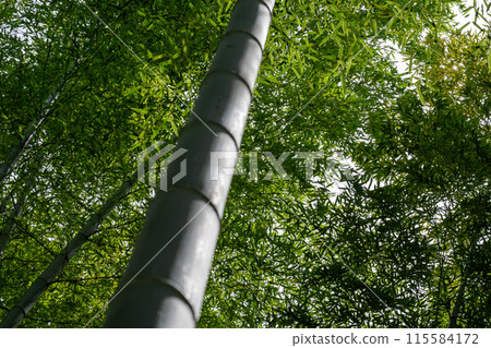 Bamboo grove that I looked up from the bottom 115584172