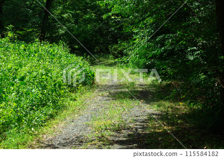 A quiet path through the forest A quiet path through the forest 115584182