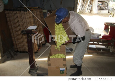An elderly silkworm farmer weighs rare yellow cocoons An elderly silkworm farmer weighs rare yellow cocoons 115584208