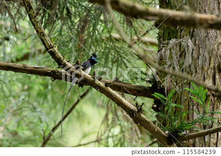 Paradise Flycatchers Singing in a Territorial Dispute 115584239