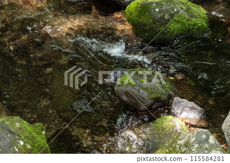 Moss growing on rocks and clear stream 115584281