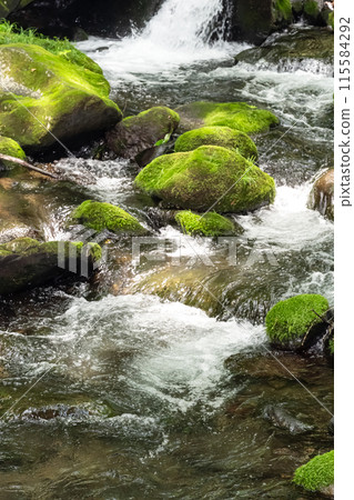 Mossy stones and clear stream (Nasu, Tochigi Prefecture) 115584292