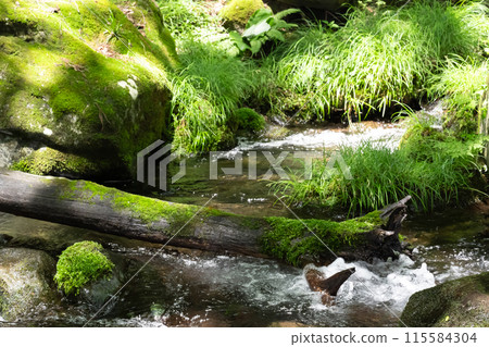 綠意盎然中流淌的清流（栃木縣那須市） 115584304