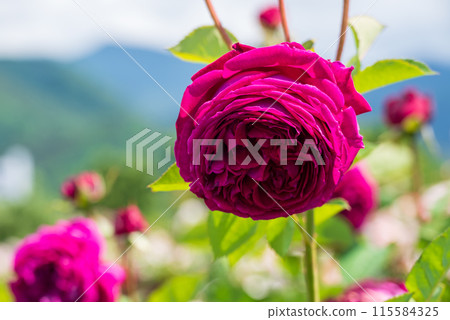 玫瑰園裡盛開的紅玫瑰與玫瑰花結 115584325