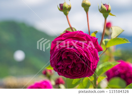 玫瑰園裡盛開的紅玫瑰與玫瑰花結 115584326