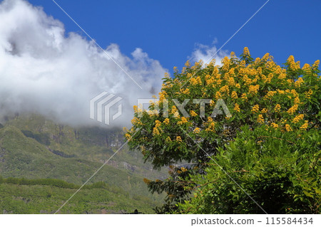 Flowers and mountain scenery of Helbourg village in the Cirque de Salazy, a World Heritage Site on the French overseas department of Reunion Island 115584434
