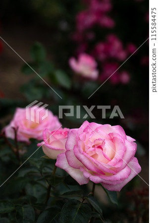 Early Summer Rose, Princess de Monaco 115584475