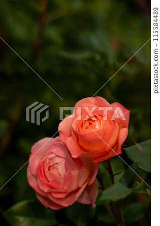 Early Summer Rose, Robin Early Summer Rose, Robin 115584489