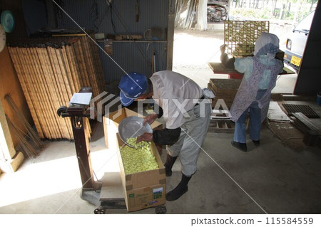 An elderly couple of silkworm farmers weighing and sorting rare yellow cocoons 115584559