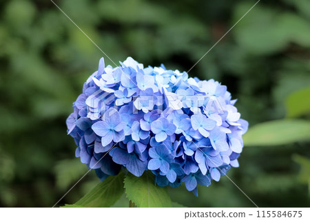 Hydrangeas blooming in vibrant colors under the rainy season sky 115584675