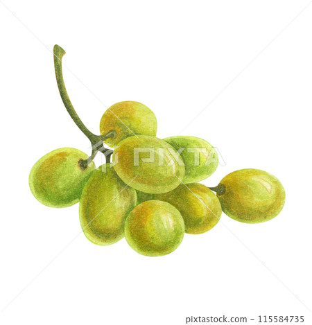 A bunch of ripe grapes with curly tendril. Watercolor illustration for design of wine labels, wine lists, menu, logo or promotional print for wineries, vineyards, packaging decor and kitchen textile 115584735