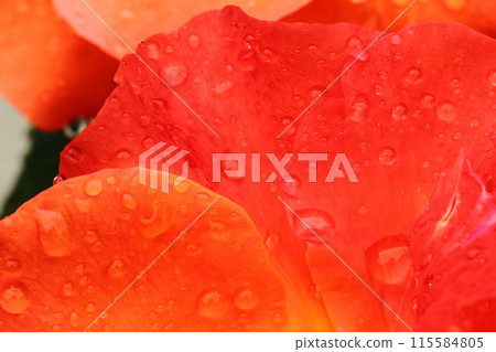 Roses and water drops 115584805