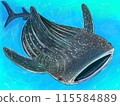 Illustration of whale shark 115584889