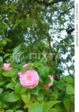 Spring union Spring union 115585014