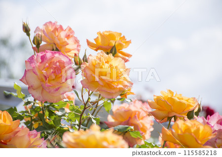 橙色的玫瑰 115585218