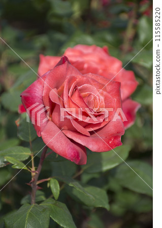 一朵紅玫瑰 一朵紅玫瑰 115585220
