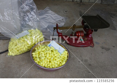 A rare yellow cocoon and a manual scale A rare yellow cocoon and a manual scale 115585256
