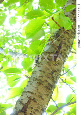 蟬蟬蟬蟬蛻殼敏蟬 115585301