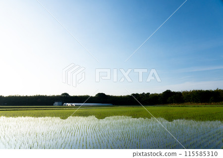 水稻種植後立即復制稻田和藍天的空間 115585310