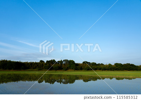 Copy space of paddy field and blue sky immediately after rice planting Copy space of paddy field and blue sky immediately after rice planting 115585312