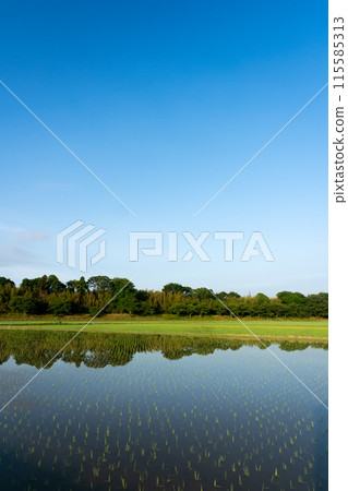Copy space of paddy field and blue sky immediately after rice planting 115585313
