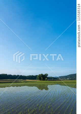 Copy space of paddy field and blue sky immediately after rice planting Copy space of paddy field and blue sky immediately after rice planting 115585314
