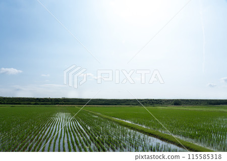 水稻種植後立即復制稻田和藍天的空間 115585318