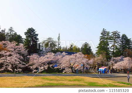 Cherry blossoms in full bloom, Hanaikada, Matsugasaki Park, Sakura, Yoshino cherry blossoms 115585320