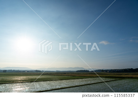 Dawn in the rice paddy field just after rice planting Dawn in the rice paddy field just after rice planting 115585337