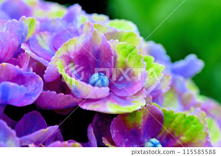 繡球花在雨中濕 繡球花在雨中濕 115585588