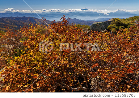 從金風山頂眺望紅葉和富士山 115585703