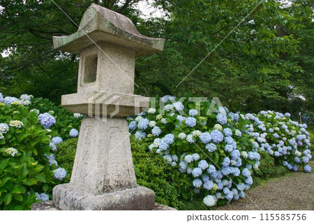 風景與白色繡球花和燈籠 115585756