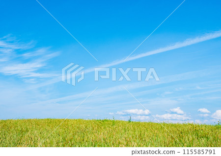 Nigaho Kogen 115585791