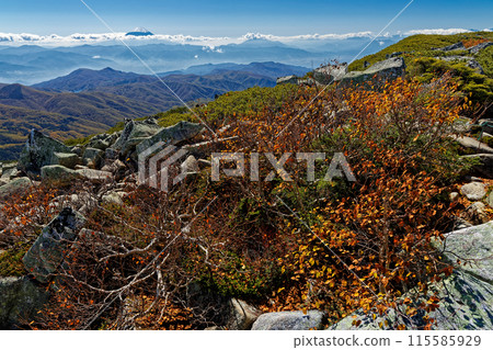 從金風山頂眺望紅葉和富士山 115585929