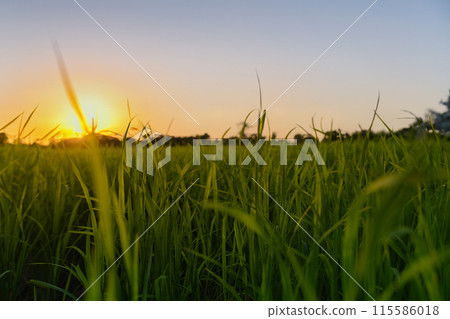 Green field with clen sunset sky background. 115586018