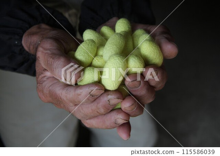 Close-up of an elderly man's hands holding a rare yellow cocoon 115586039