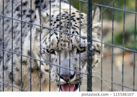 Snow leopard 115586107