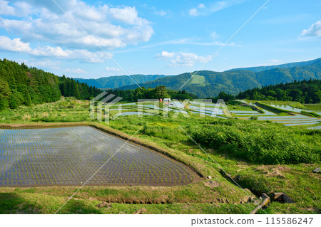 稻田裡的稻田 115586247