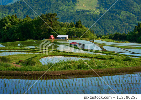 稻田裡的稻田 稻田裡的稻田 115586255