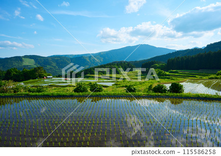 Rice paddies in the Palace Rice paddies in the Palace 115586258