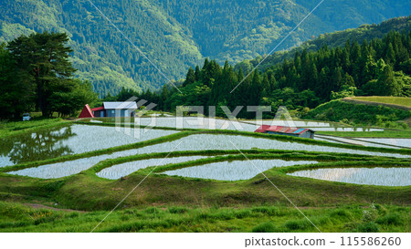 Rice paddies in the Palace Rice paddies in the Palace 115586260