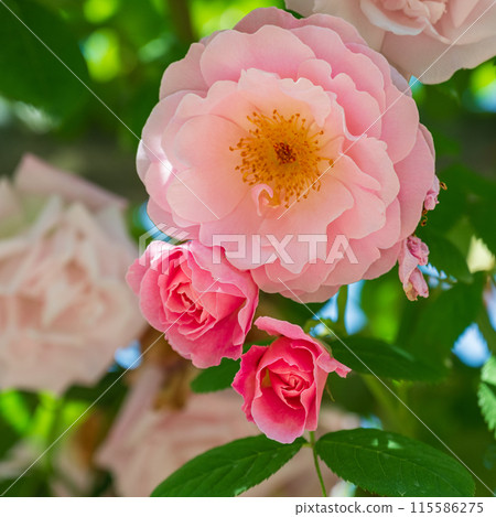 一朵美麗的粉紅色玫瑰 115586275